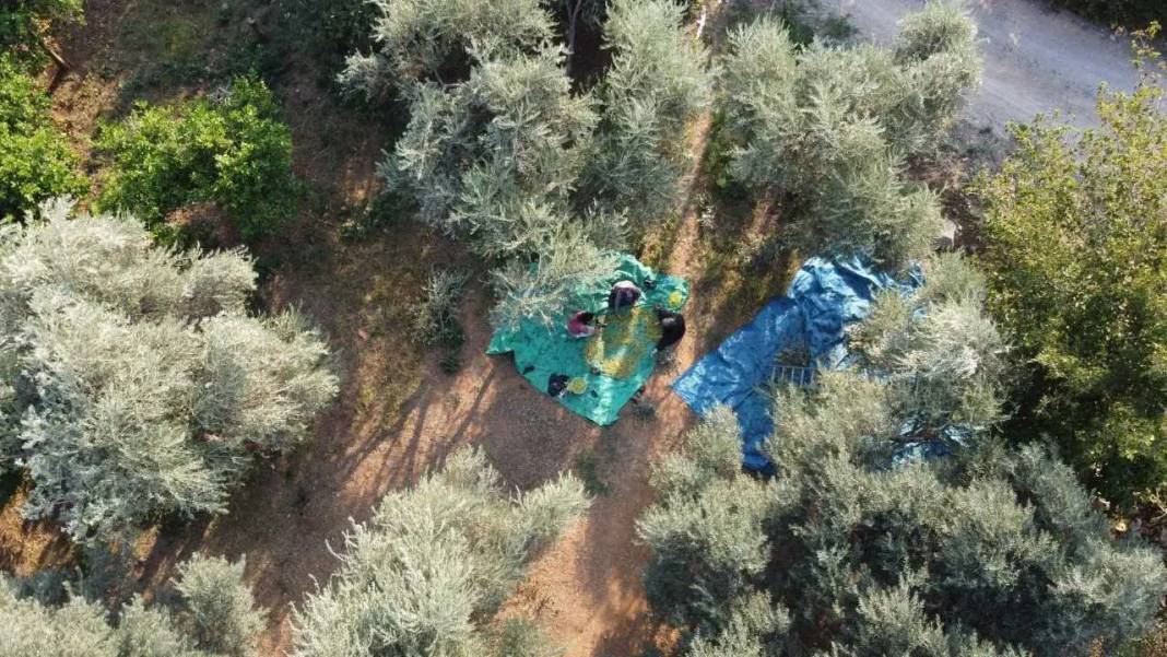 Adana’nın Asırlık Zeytin Ağaçlarında İmece Usulü Hasat Mesaisi! 3